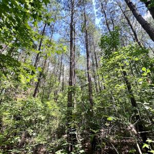 Photo #17 of Off Hewitt Rd, Richlands, NC 13.0 acres