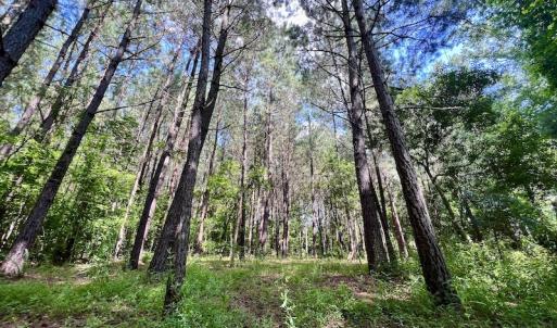 Photo #25 of Off Hewitt Rd, Richlands, NC 13.0 acres