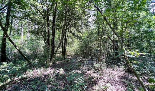 Photo #26 of Off Hewitt Rd, Richlands, NC 13.0 acres