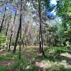 Photo #31 of Off Hewitt Rd, Richlands, NC 13.0 acres